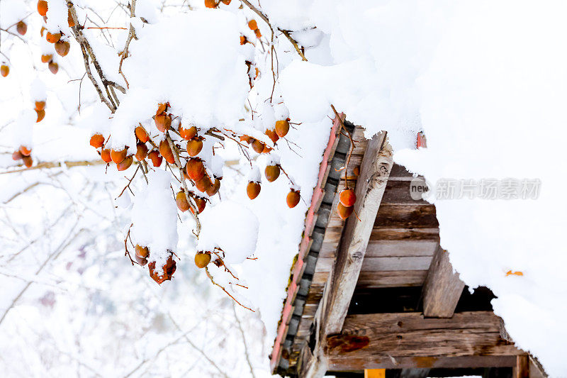 日本柿子与雪在树上或Kalychan minai或柿子。